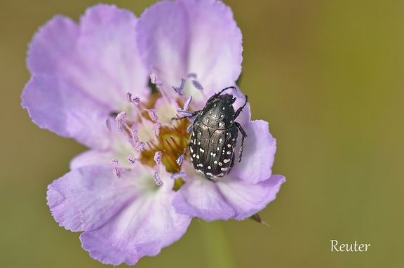 Trauer-Rosenkäfer (Oxythyrea funesta)